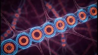How newly discovered skeleton structures inside brain cells stabilize key neural networks