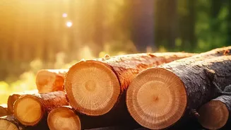 Forest Loss Is Not Just An Environmental Issue, UN Report Highlights
