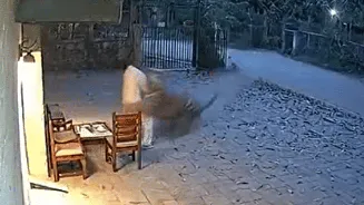 Viral video claims to show tiger attack in Maharashtra’s Chandrapur, netizens ask if it’s AI-generated