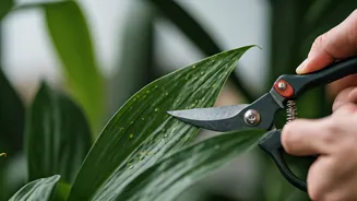 Plant Coaches Urge Instant Pruning To Fight High Humidity Fungus
