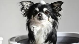 The Monsoon Pet-Care Checklist Includes Tick Checks, Paw Cleaning And Keeping Fur Dry