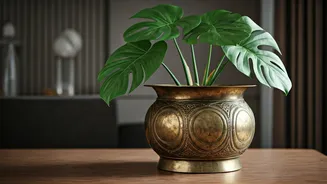 Indoor Monsteras Look Premium Inside Upcycled Heavy Brass Pots