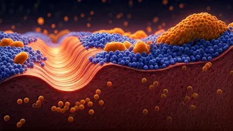 Fibre: Your Body's Unsung Hero - Understanding Types, Benefits, and What Happens Without Enough