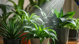 Houseplant Rain Baths Need More Planning Than Expected
