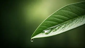 Unveiling the World's Petite Waterways: A Journey Through Short Rivers