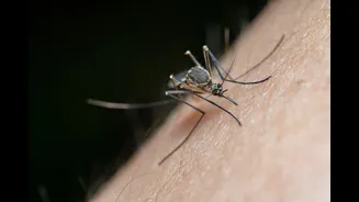 Effective Home Remedies to Prevent Mosquito-Borne Diseases During Monsoon