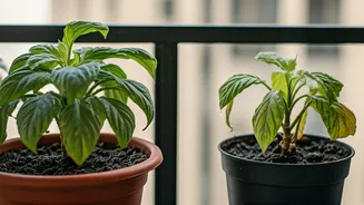 Waterlogged Roots Can Destroy Balcony Plants Quickly