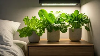 Leafy Greens In Bedrooms Are Fully Possible