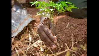 Ancient Farming Techniques Revive Sahel Amid Drought Recovery