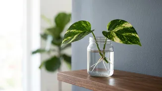Five Plants That Can Be Grown From Cuttings