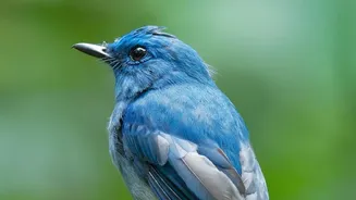 Researchers Use AI to Trace How Habitat Shapes Songbird Sound
