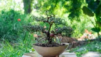 How to grow pomegranate bonsai at home