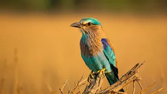 North India's Summer Spectacle: 10 Stunning Birds You Can Spot!