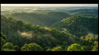 Western Ghats Could Become One Of India's Biggest Natural Carbon Sinks By 2100