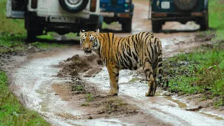 No More Tiger Safaris in Karnataka's Bandipur and Nagarahole Reserves After Fatal Attacks Lead to Suspension