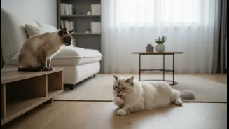 Expert tips to control territory aggression during single-room apartment cat introductions today