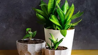 Why Air-Purifying Indoor Greens Are A Cost-Effective Defence Against Harsh Delhi Winter Smog