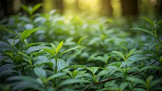 Kerala's Experiential Holiday: A Smarter, Greener Travel Vision