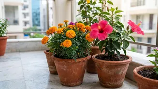 How Simple Household Composting Tricks Turn Vegetable Scraps Into Rich Fertilizer For Potted Flowers
