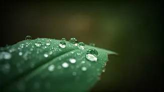 Leptospirosis: Understanding This Uncommon Bacterial Infection from Animals