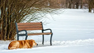 Dog's Devotion: Staying by Owner's Side