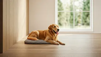 Why Bengaluru Pet Owners Choose Quiet Luxury Boarding