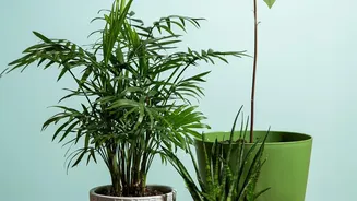 Indoor Plants Can Improve Interiors But Air Quality Needs A Broader Approach