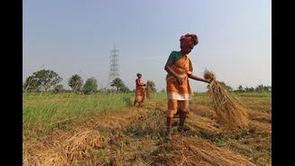 India's Agtech Sector Focuses on Climate-Resilient Farming Amid Growing Challenges