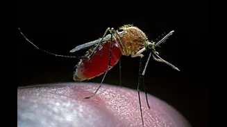 Humanidade tenta fugir de áreas com mosquitos há 74 mil anos, mostra estudo