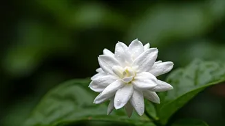 Monsoon Humidity Helps Jasmine Bloom Beautifully