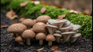 Mushrooms Could Be Your New Rainy-Day Favourite