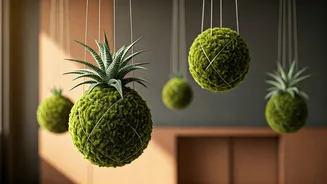 Hanging Kokedama Moss Balls Are The Ultimate Green Therapy