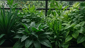 Monsoon Homes Need Hardy Green Companions