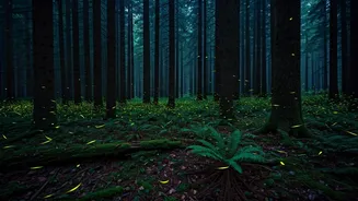 Watch Rare Fireflies Light Up Dense Western Ghats Forests Tonight