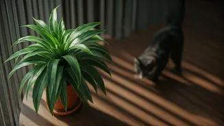 ASPCA Viral Alert: Check Your Balcony Plants For Toxins