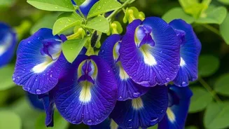 Butterfly pea flower: An ancient remedy for wellness