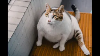 Obesidade em pets: sintomas e cuidados para evitar a condição
