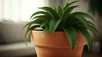 Monsoon Indoor Plants Need Drainage And Distance