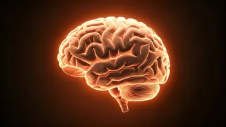 B12 Boost: Enhancing Your Baby's Early Brain Development During Pregnancy