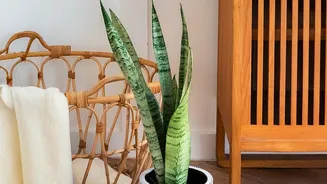 Why Sturdy Snake Plants And Trailing Pothos Vines Make Beautiful Bedroom Workstation Greenery Today