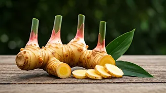 This Aromatic Rhizome Is Worth Learning Now