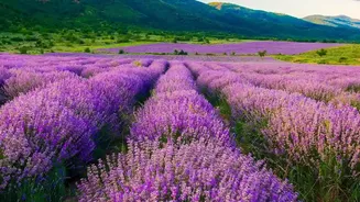 Neelakurinji's Long Blooming Interval Makes Every Damaged Plant More Significant