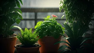 How To Protect Indoor Plants From Heavy Rain