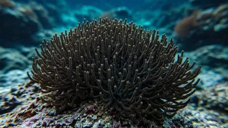 Unveiling Black Corals: Secrets of the Deep