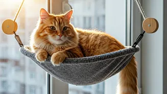 Apartment Cat Parents Share Clever Mounted Window Hammock Tips