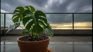 How Perlite Moisture Buffering Qualities Regulate Balcony Potted Environments During Volatile Monsoon Shifts