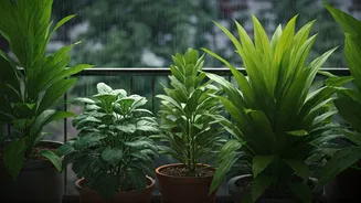 Six Best Plants To Grow In Monsoon Balcony Beds