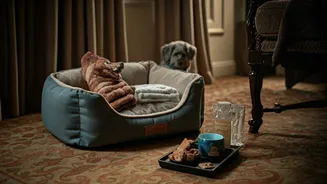 Hotels Are Making Pets Part Of Hospitality