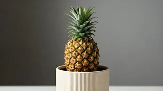 Ornamental Pineapples Have Entered The Plant Chat