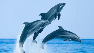 Ganga Cruises Can Reveal Dolphins without Turning the River into a Theme-Park Ride
